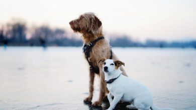 Trouver un chien à garder