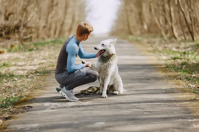Pet sitter : promener des chiens pour gagner de l'argent